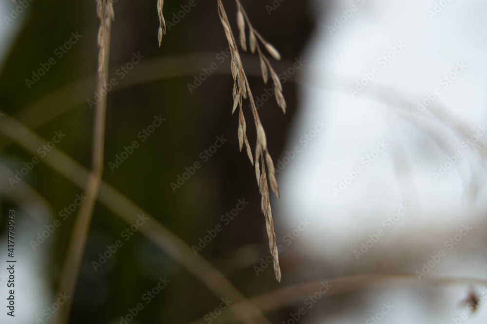 Close-up of yellow dry grass on a blurred background Close-up of yellow dry grass on a blurred background