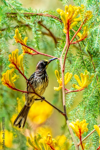 under, singing, bird, singer, primeval, forest, ornithologist,  color, birding, background, national, endemic, Australian, south, outdoor, perching,  small, avian
