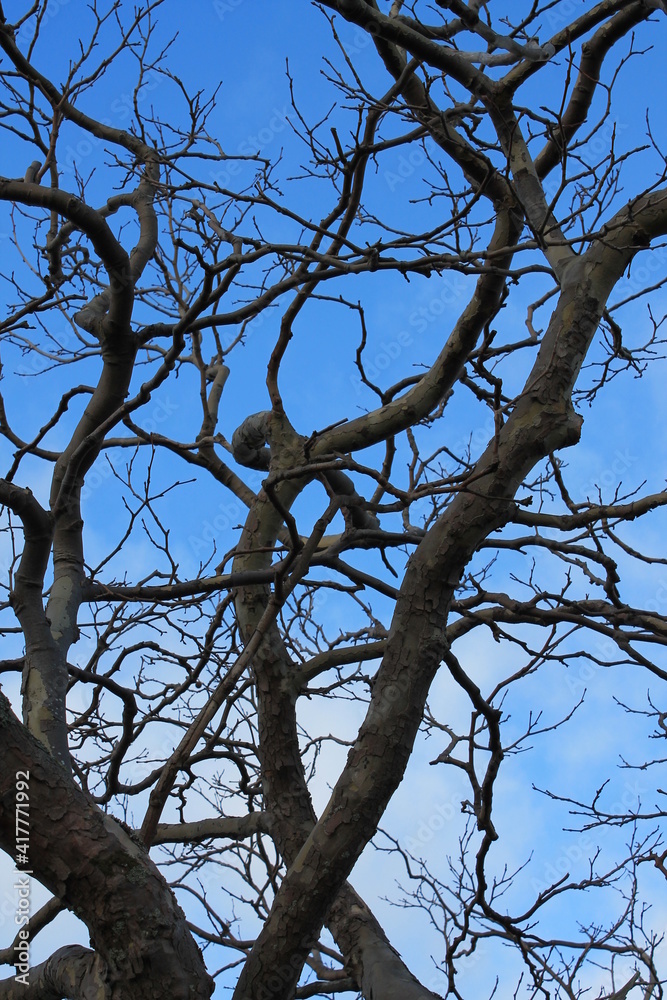 Tree without leaves against a bright blue sky. Tree without leaves against a bright blue sky.