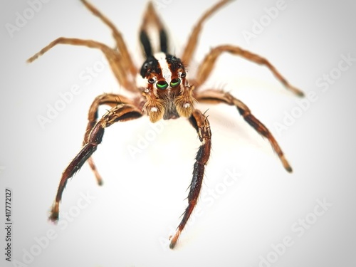 Close up of Pantropical Jumper also known as Hong Kong Spiders isolated on white background and vignette. Object with some outfocused or motion blur due to capture by macro lens.
