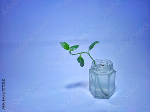 A green plant in the glass bottle with water isolated on soft blurry blue background.
