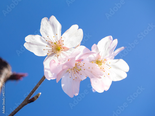 Cherry blossoms (Cerasus × subhirtella ‘Semperflorens’) in Tokyo, Japan, early March