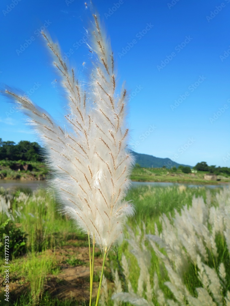 Saccharum Spontaneum Stock Photo Adobe Stock