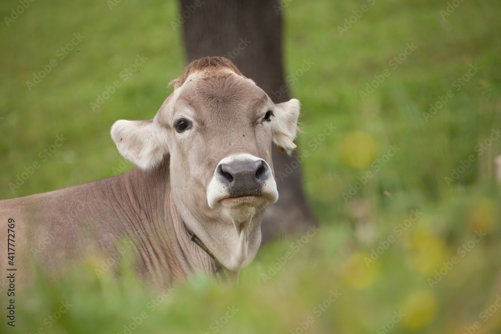 A brown alpine cow in a green pasture in Dolomites area A brown alpine cow in a green pasture in Dolomites area