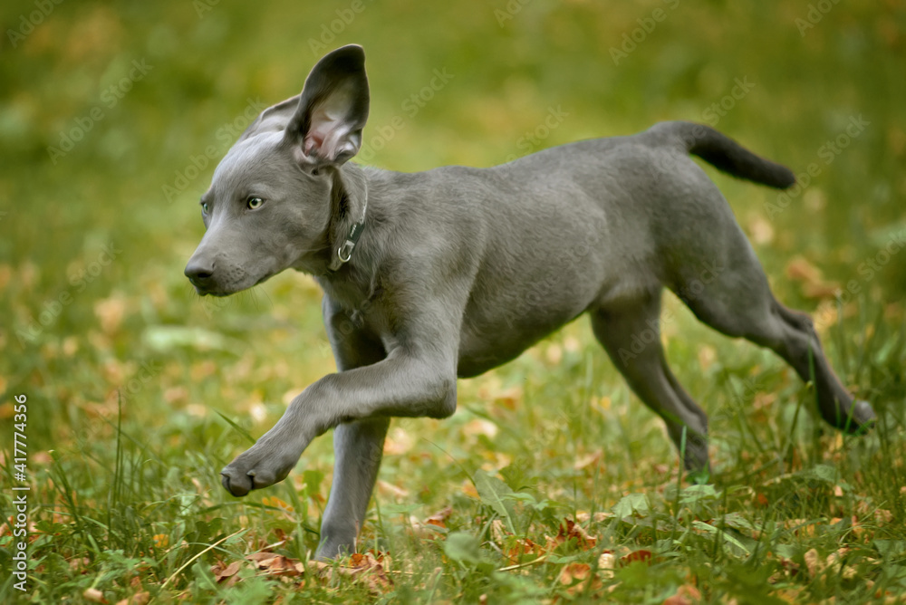 Weimaraner puppy walking and runnig on green meadow in grass