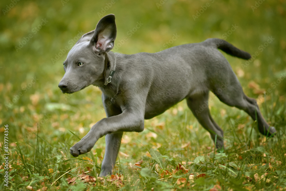 Weimaraner puppy walking and runnig on green meadow in grass Weimaraner puppy walking and runnig on green meadow in grass