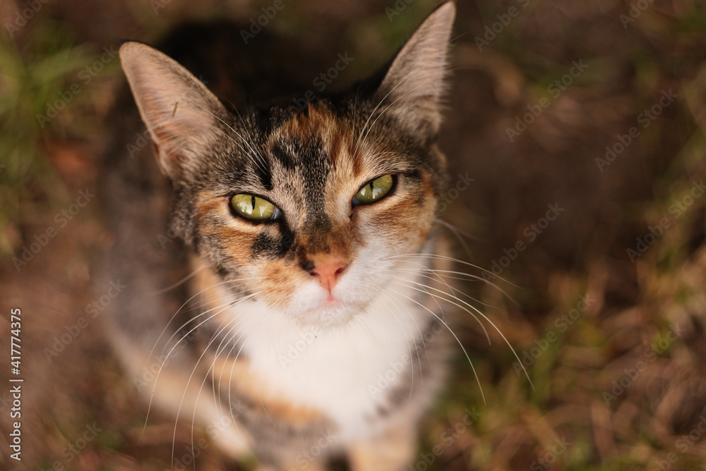 portrait of a cat