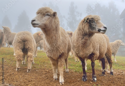Sheep (Ovis aries) at Qingjing Farm, Taiwan.
