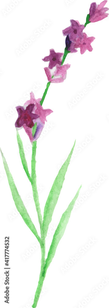 Obraz premium Watercolor clipart Lavender blossom and Leaf