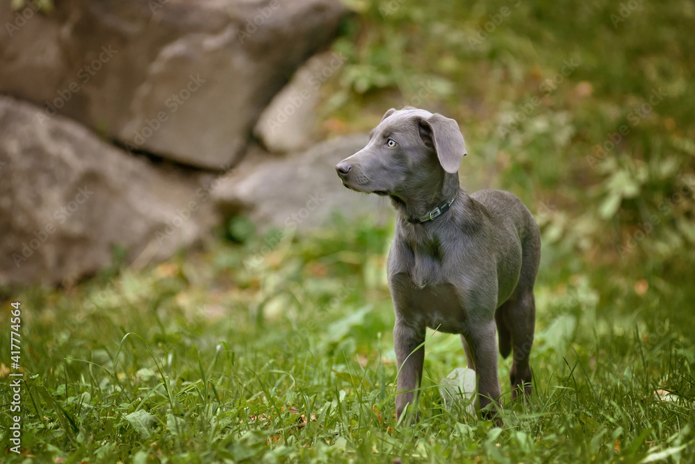 Weimaraner puppy standing on green meadow in grass