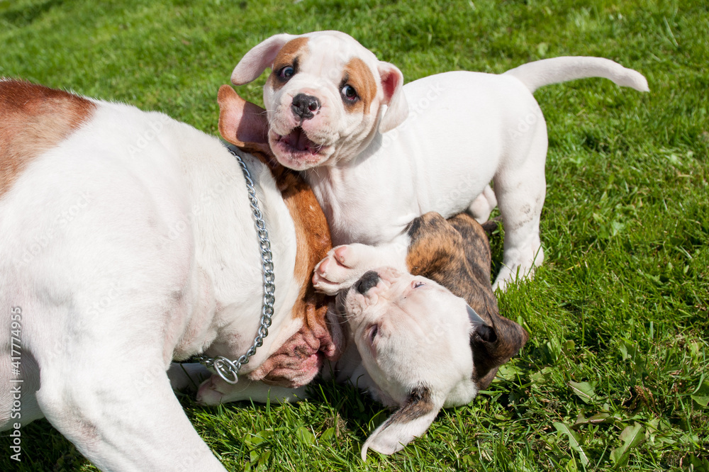 Funny American Bulldog puppy with mother adult dog