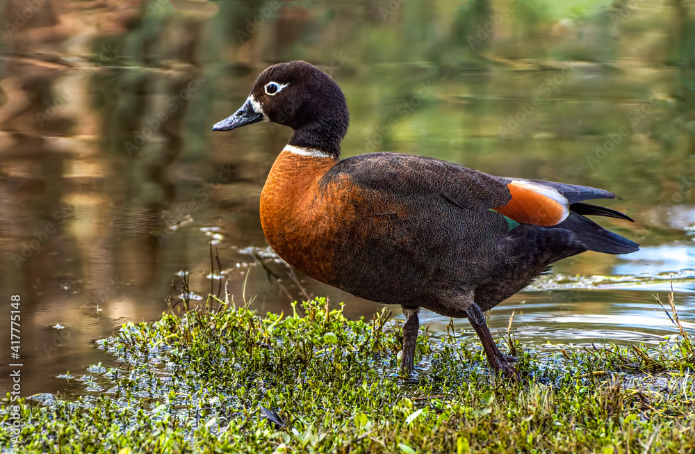 With a rich-chestnut breast contrasting with a white ring-neck and sooty-black head and body, the Australian Shelduck is a handsome waterfowl. Perth, Western Australia.