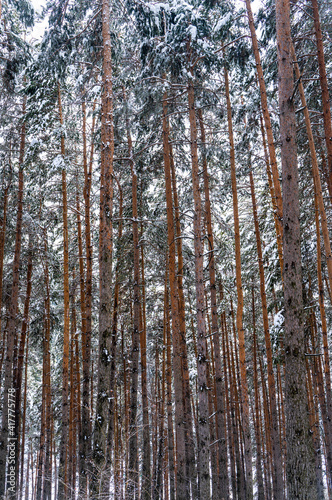 Beautiful pine forest covered with snow. Winter landscape