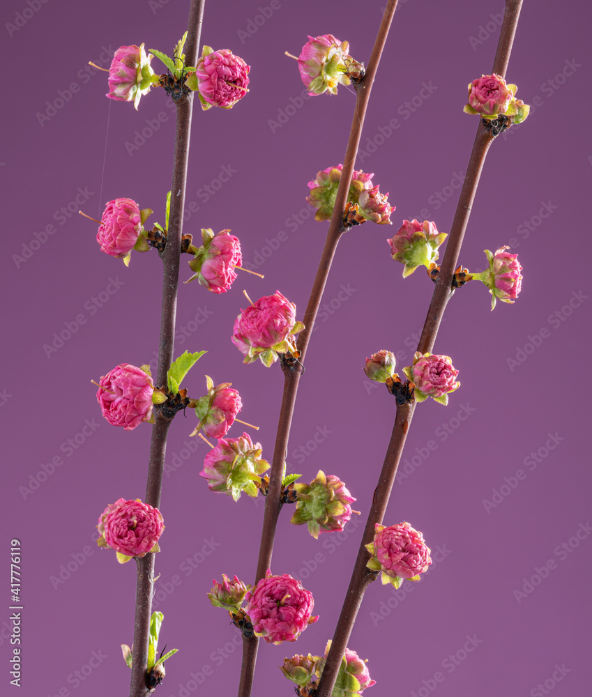Blooming Amygdalus Triloba branch on pink background.  Symbol of life beginning and the awakening of nature.
