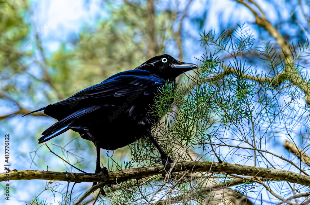 Fototapeta premium Australian Raven - Corvus coronoides black passerine bird in the genus Corvus native to much of southern and northeastern Australia.