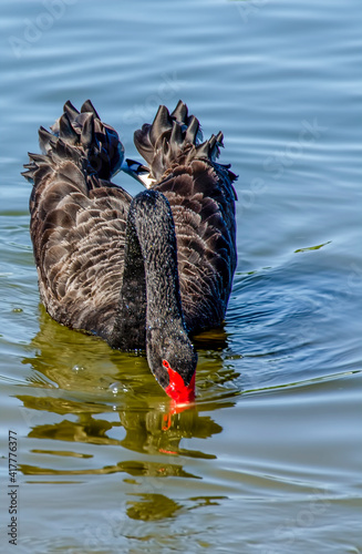 Australian black swan, Cygnus atratus, 
