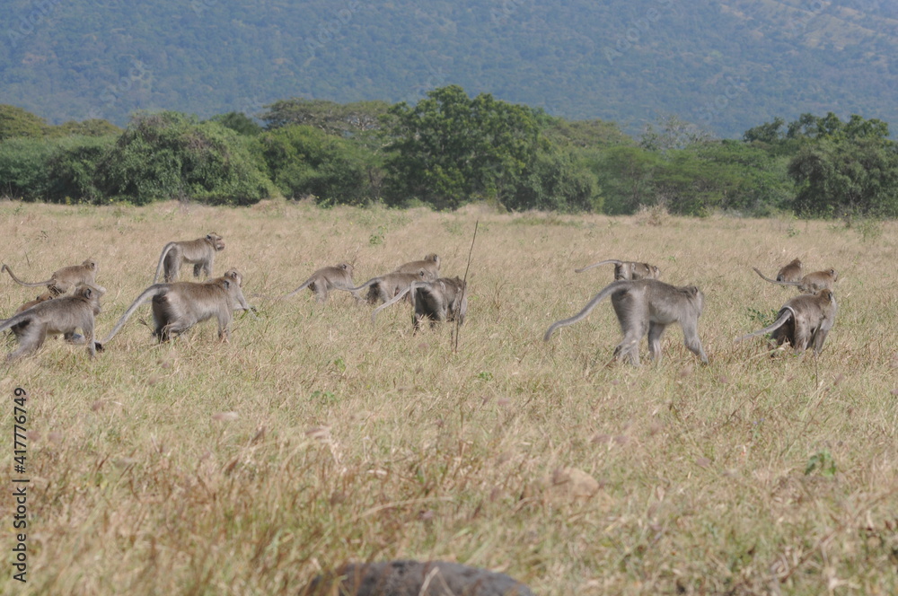 dozens of monkeys running around in the wild or in the weeds dozens of monkeys running around in the wild or in the weeds