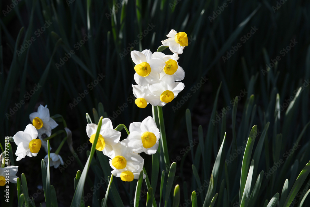 Obraz premium 水仙の花