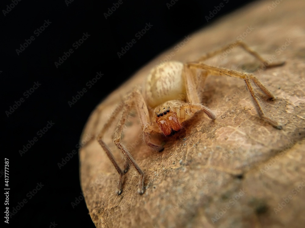 Obraz premium Huntsman spiders, members of the family Sparassidae are known by this name because of their speed and mode of hunting.They are also called giant crab spiders because of their size and appearance.⁣