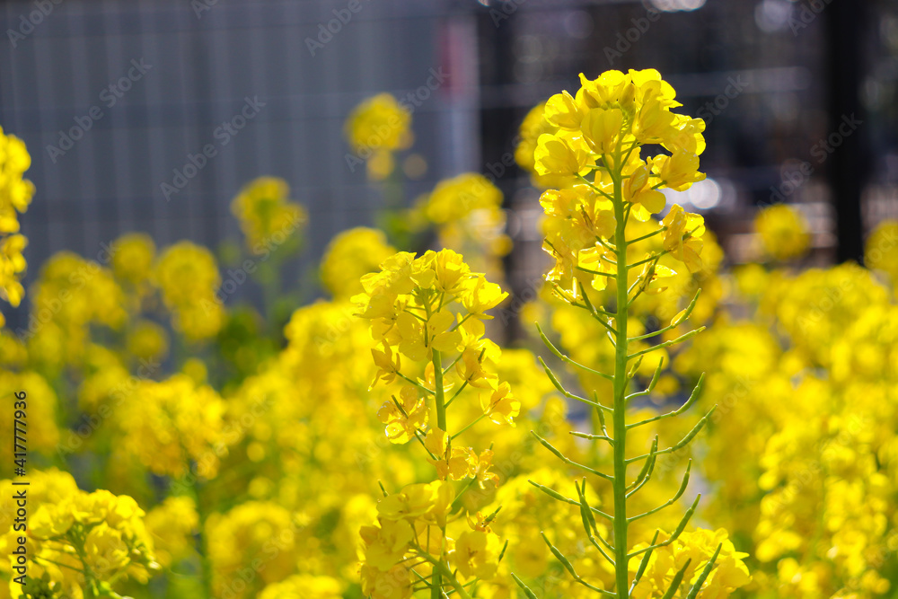 Obraz premium 菜の花 花畑 花 黄色 きれい 春 イエロー 穏やか 美しい 満開 かわいい