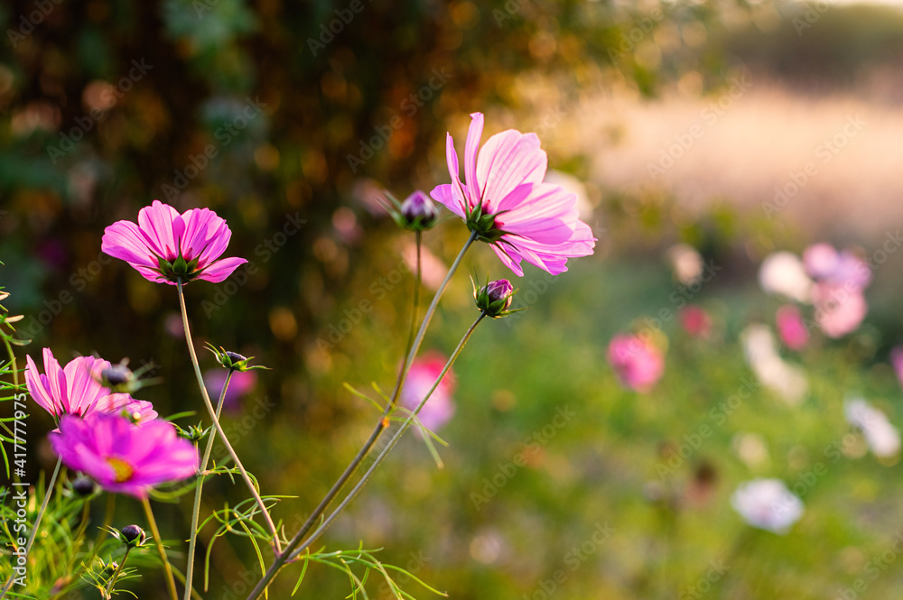 Beautiful cosmos flowers close-up. Summer floral background. Cosmos flowers background. Beautiful cosmos flowers close-up. Summer floral background. Cosmos flowers background.