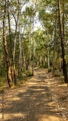 A landscape view of forest trails winding through tall eucalyptus trees.