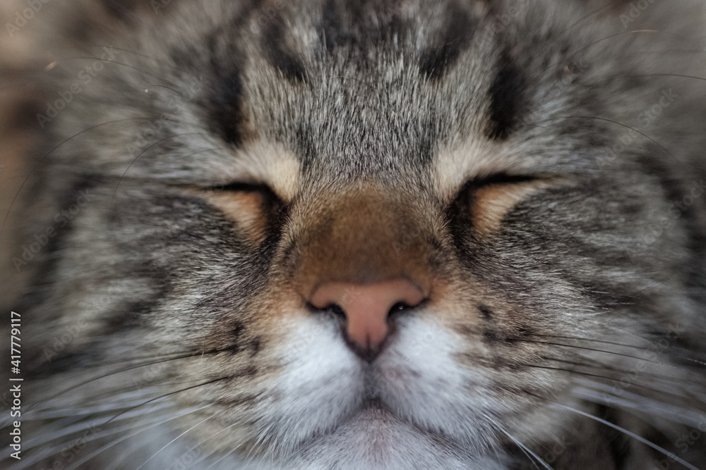 Close up of the face of a pedigree gray black cat