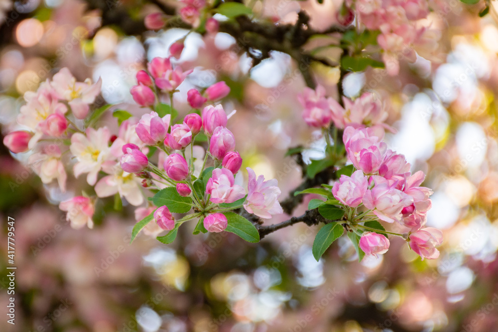 branch of blooming pink flowers on a blurred bokeh background branch of blooming pink flowers on a blurred bokeh background