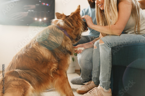 Border Collie dog sitting at the feet of the owners couple © fotofabrika