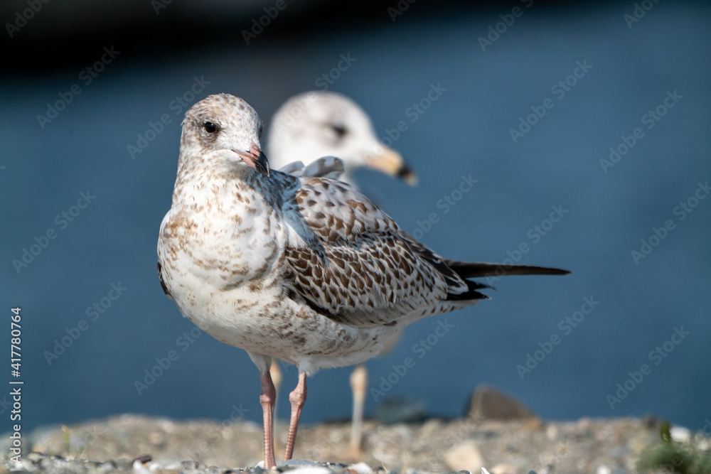 Seagull bird or seabird standing feet on sea beach Seagull bird or seabird standing feet on sea beach