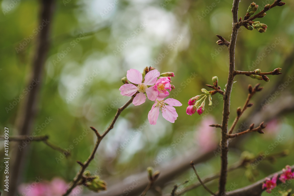 Pink and red cherry blossoms, close-up view of flowers background Pink and red cherry blossoms, close-up view of flowers background