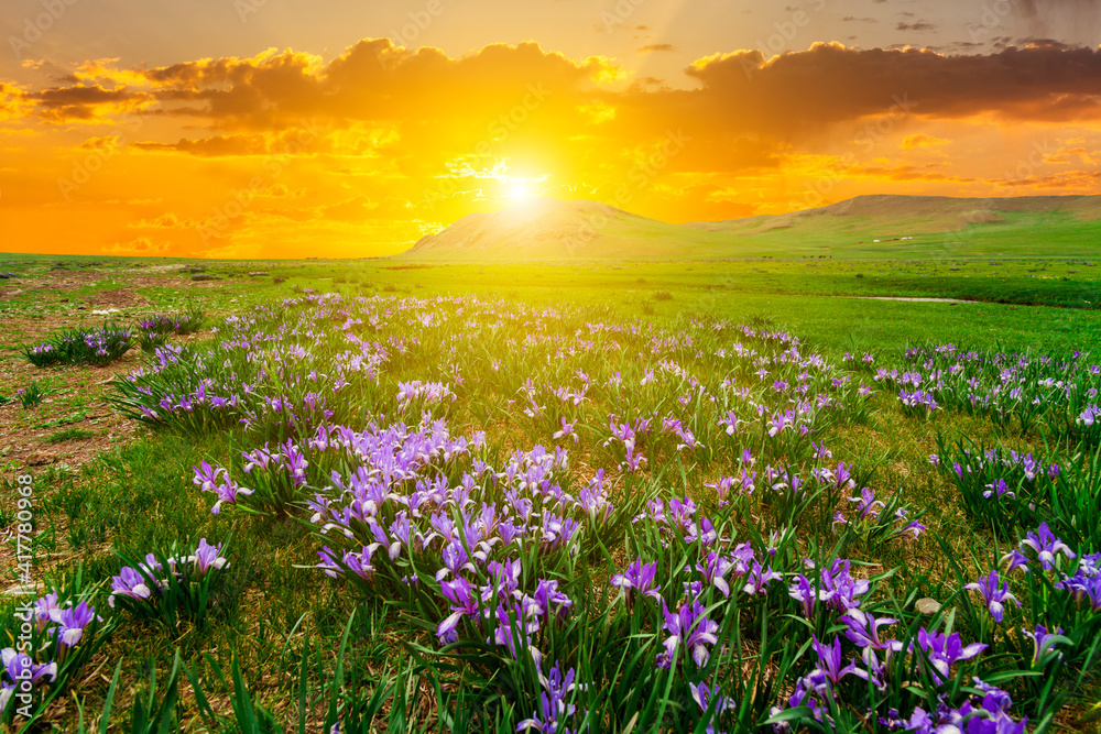Beautiful Iris field on a background of sunset in the mountains