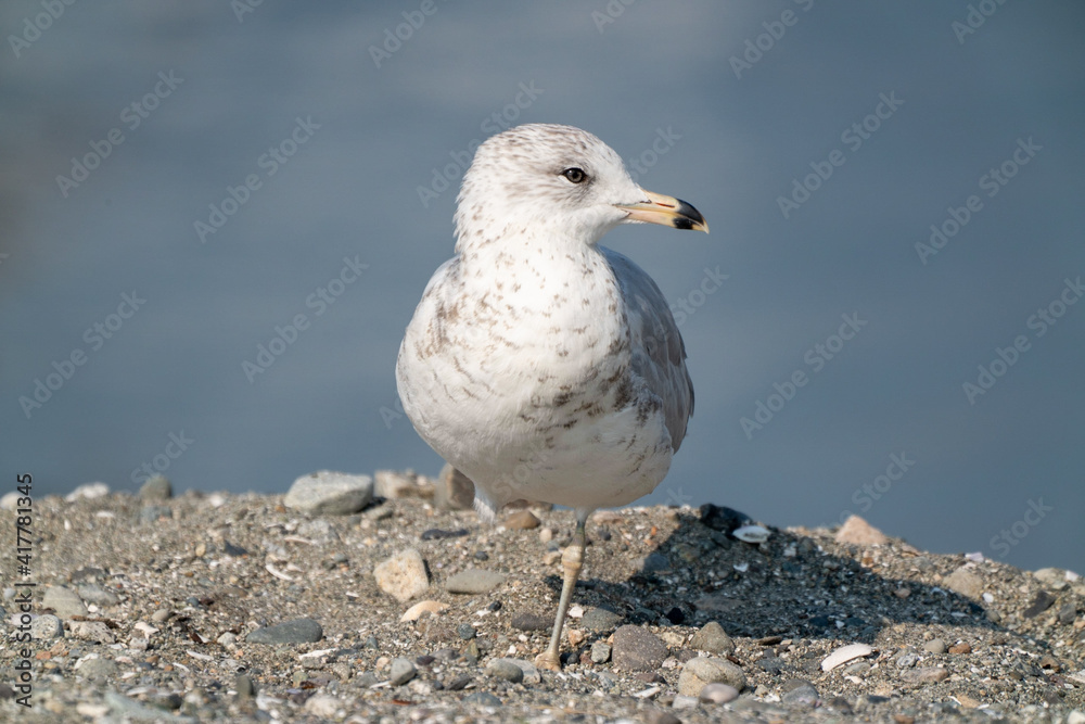 Seagull bird or seabird standing feet on sea beach Seagull bird or seabird standing feet on sea beach