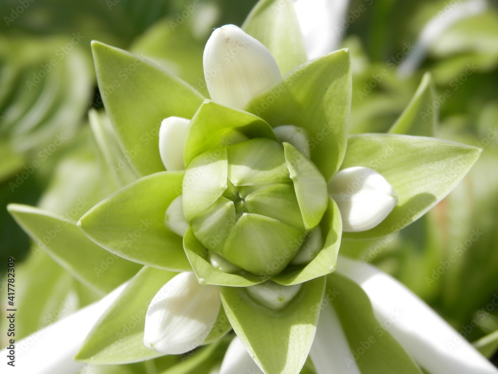 白いギボウシの花序の先端接写