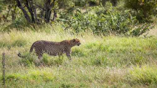 Wild cheetah on the move