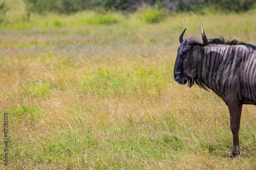 a Big bull blue wildebeest