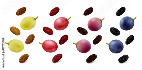 Green Thompson seedless, pink, purple and blue grape berries with raisins in different colors hang in the air isolated on white background. Realistic vector illustration.