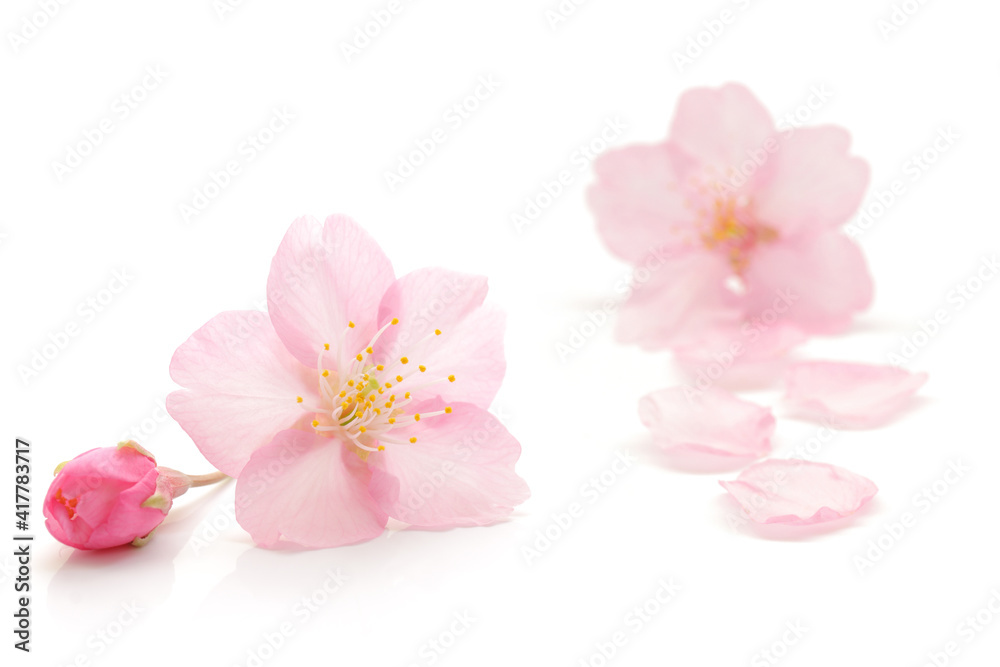 桜 花びら 春 白 背景 桜 花びら 春 白 背景