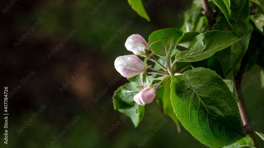 Obraz premium Flowers on branches of an apple tree