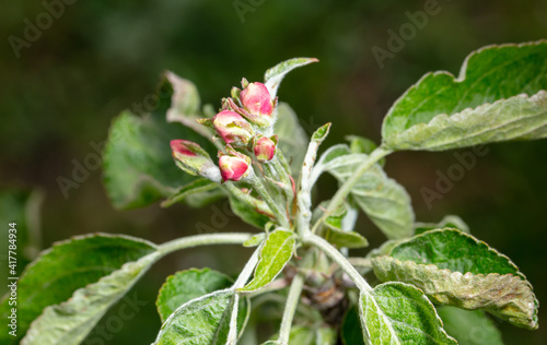 Flowers on branches of an apple tree