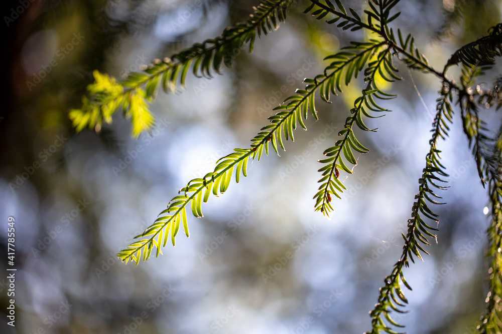 Needles on a coniferous tree in the park. Needles on a coniferous tree in the park.