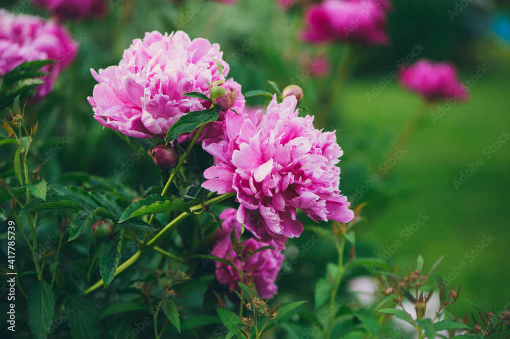 Beautiful pink peonies blooming outdoor in private summer garden. Beautiful pink peonies blooming outdoor in private summer garden.
