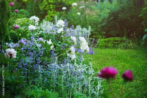 beautiful english style cottage garden view in summer with blooming peonies and companions - stachys, catnip, heranium, iris sibirica. Composition in white and blue tones. Landscape design. photo