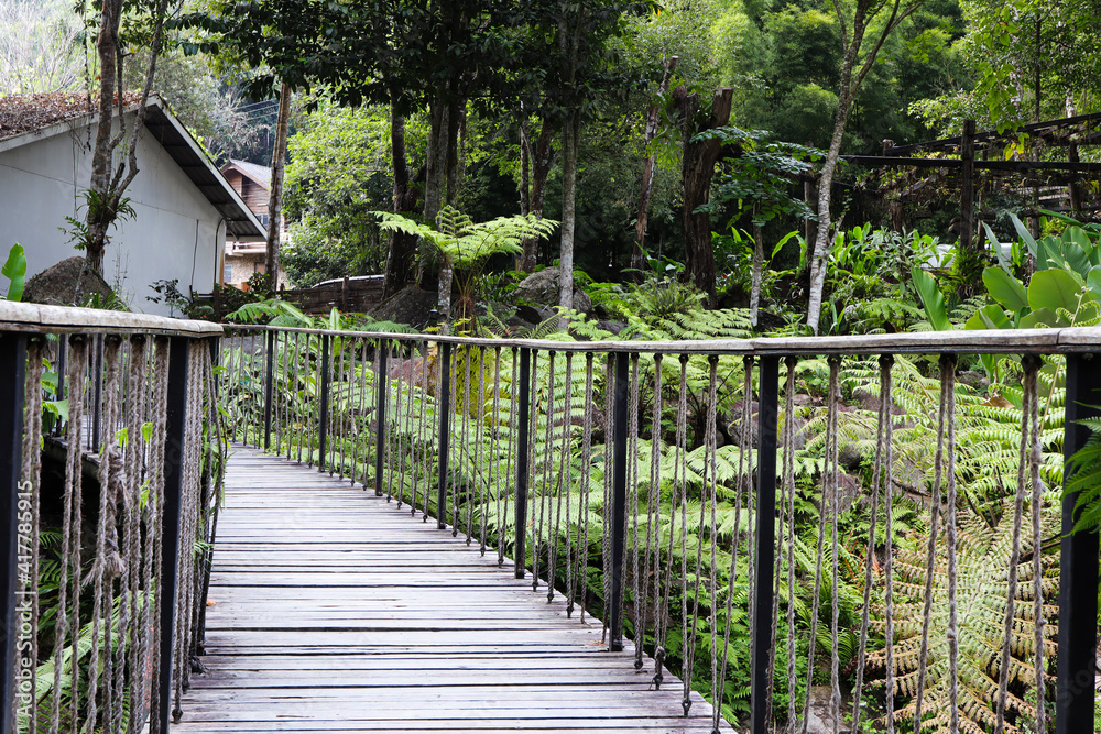 Beautiful jungle at Mae Kham Pong. Eco-tourism destination in Chiang Mai province, Thailand.