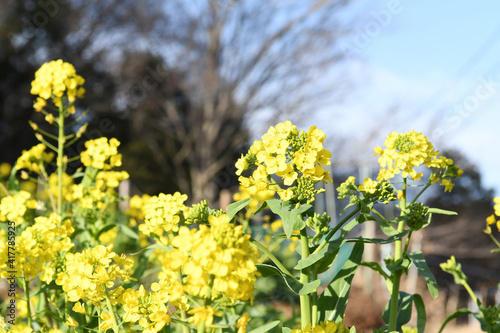 春の菜の花