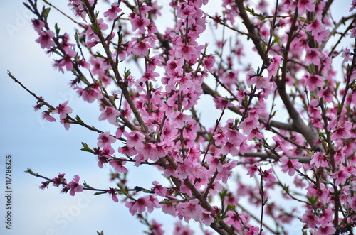Cherry blossoms in early spring . Blooming branch of cherry tree. Beautiful spring landscape. Pink cherry blossoms and blue sky . Beautiful cherry blossoms in full blooming . Tree with pink flowers .
