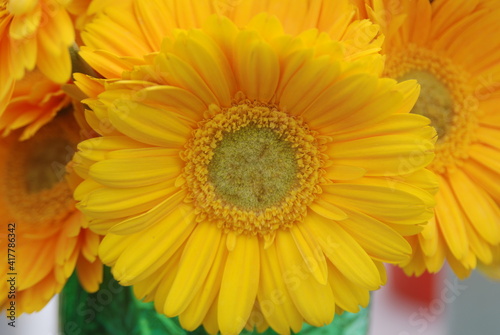 yellow gerber daisy