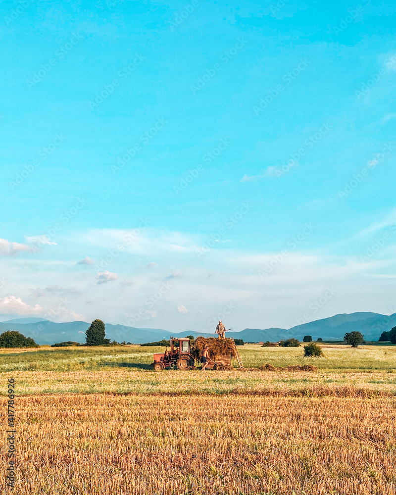 Naklejka premium Farmers harvesting in the fields near Otocac, Croatia