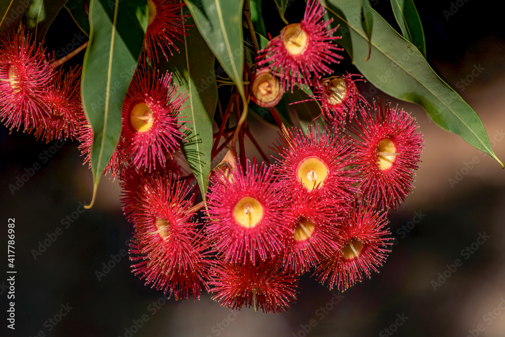 Red flowering gum tree blossoms and buds, Corymbia ficifolia Wildfire variety, Family Myrtaceae. Endemic to Stirling Ranges near Albany in on south west coast of Western Australia. Red flowering gum tree blossoms and buds, Corymbia ficifolia Wildfire variety, Family Myrtaceae. Endemic to Stirling Ranges near Albany in on south west coast of Western Australia.
