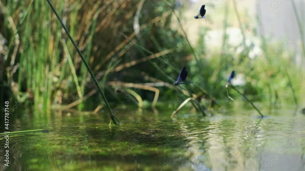 Close-up shot of blue dragon fly flying over clear water. slow motion.4K. Beautiful insect in nature habitat. Close-up shot of blue dragon fly flying over clear water. slow motion.4K. Beautiful insect in nature habitat.